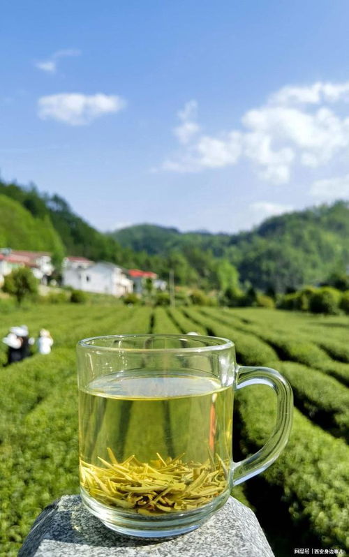 第四届陕西网上茶博会在镇巴启动 茶旅融合助推茶产业发展
